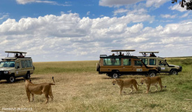 Safari v Tanzanii a pohodový pobyt s výlety na Zanzibaru